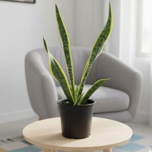 Yellow snake plant in 6 inch pot | Air purifying plant