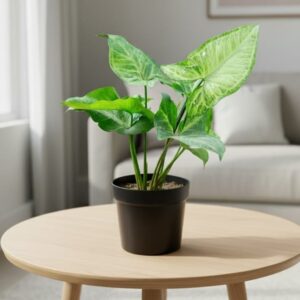 Air purifying syngonium plant in 6 inch pot