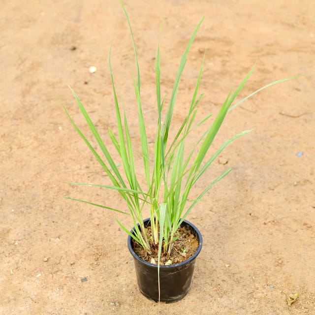 Lemon Grass Plant | Lemon Tea Plant - 6 Inch Pot