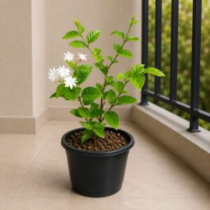 Motiya / mogra plant in 6 inch pot