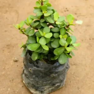 Big Leaf Jade Plant | 5 inch poly bag | Live Succulent Plant for Home & Office