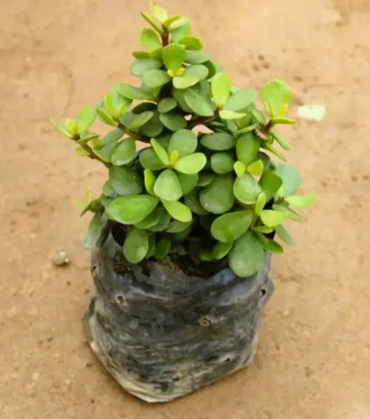 Big Leaf Jade Plant | 5 inch poly bag | Live Succulent Plant for Home & Office