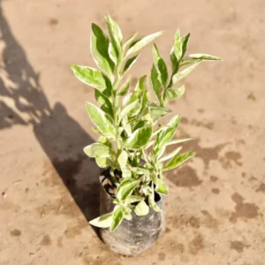 Padelenthus Plant | Devil’s  Backbone –  4 inch polybag