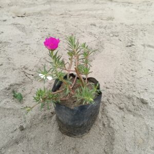 Portulaca Moss Rose | Desi Portulaca In 5.5 Inch Nusery Bag