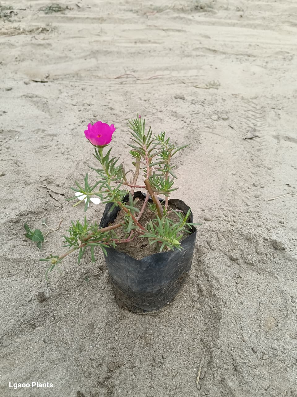Portulaca Moss Rose | Desi Portulaca In 5.5 Inch Nusery Bag