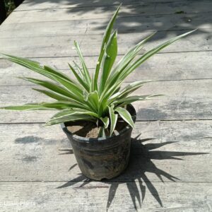 Spider Plant | Chlorophytum Comosum - 4 inch black pot