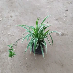 Spider Plant (Chlorophytum Comosum) 5 inch poly bag | Indoor Plant