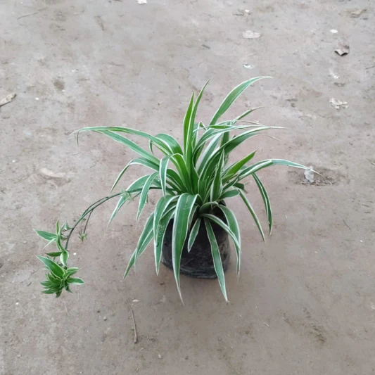 Spider Plant (Chlorophytum Comosum) 5 inch poly bag | Indoor Plant