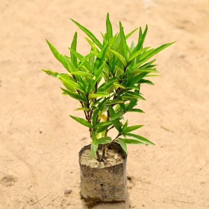 Sukh Shanti Plant - 5 inch poly bags