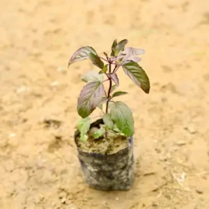 Shyma Tulsi | Tulsi Plant 5 inch poly bag