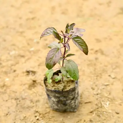 Shyma Tulsi | Tulsi Plant 5 inch poly bag