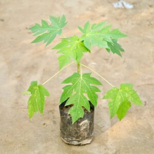 Papaya Plant | Fruit Flant In 6 Inch Poly Bag