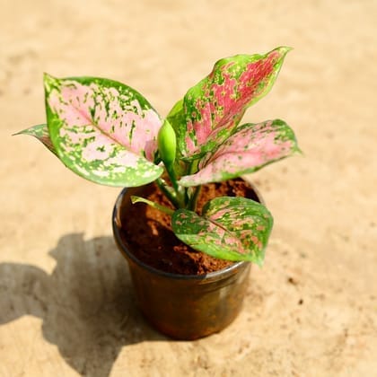 Aglaonema Pink Dalmation In 6 Inch Pot