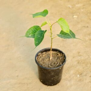 Peepal Plant In 6 Inch Pot