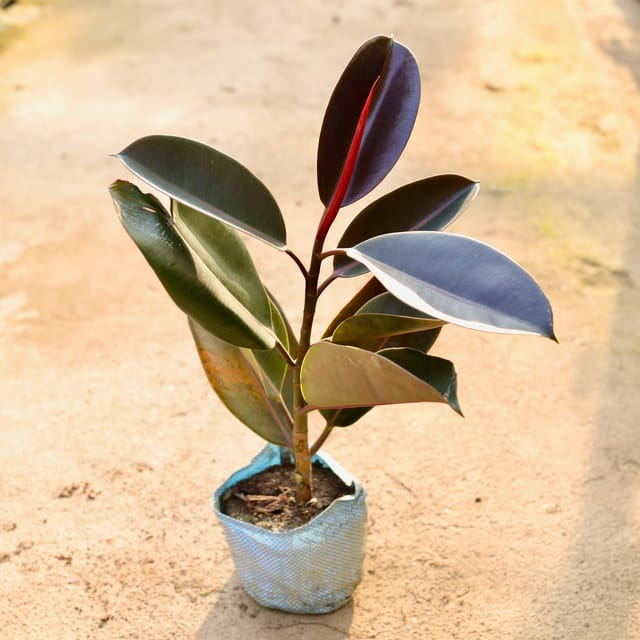 Rubber Plant -In 6 Inch Bag
