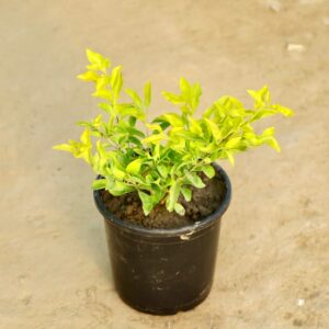 Golden Duranta In 6 Inch Pot