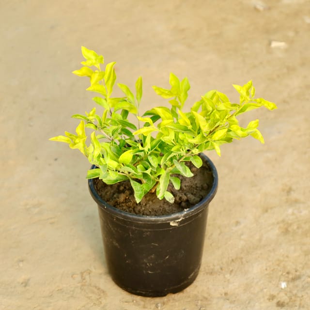 Golden Duranta In 6 Inch Pot