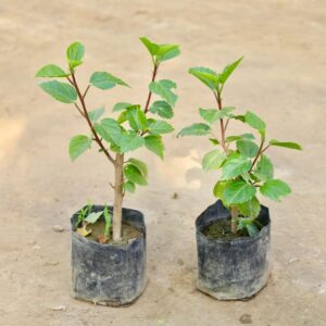 Hibiscus Plant -Set Of 2 In 5 Inch Pot