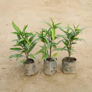 Sukh Shanti Plant – 3 Set In 5 Inch Pot