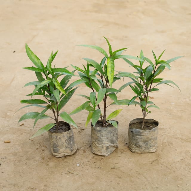 Sukh Shanti Plant - 3 Set In 5 Inch Pot