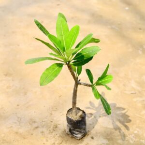 Champa Plant | Frangipani (Plumeria) Flowering Plant – 6 Inch Poly Bag