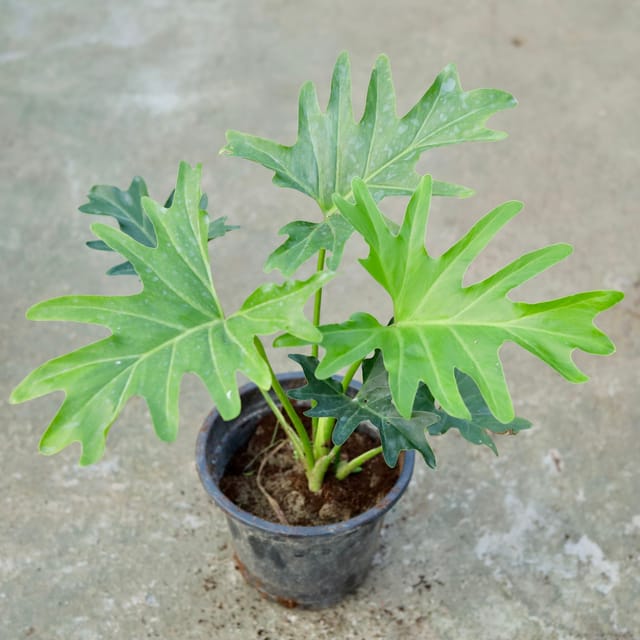 Xanadu Plant In 6 Inch Pot