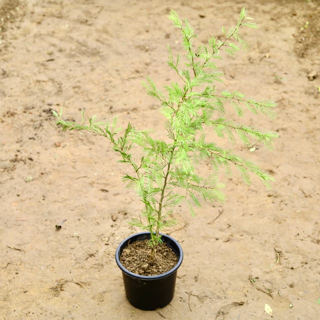 Shami Plamt In 6 Inch Pot