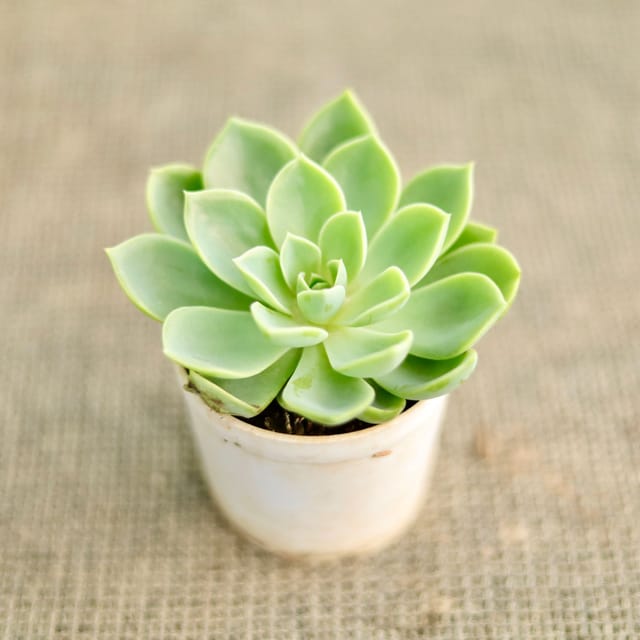 Echeveria Pansy Succelent / Succelent Plant In 3 Inch Pot