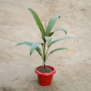 Dracaena Green In 6 Inch Classy Red Pot