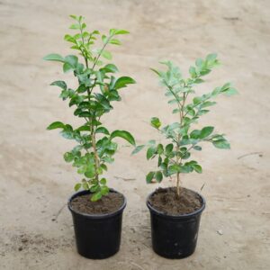 Madhukamini / Murraya Flower Plant-In 6 Inch Pot