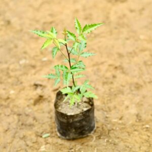 Neem Plant In 5 Inch Bag