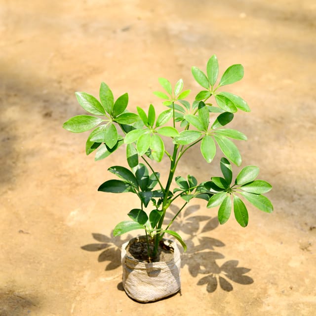 Schefflera Plant In 4 Inch Bag