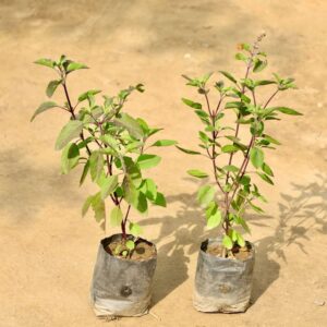 Tulsi (Set Of 2 ) In 5 Inch Poly Bag