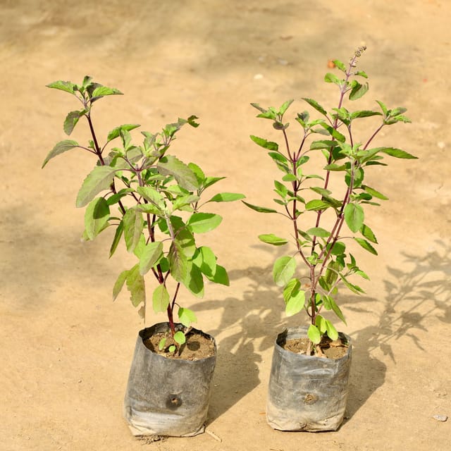 Tulsi (Set Of 2 ) In 5 Inch Poly Bag