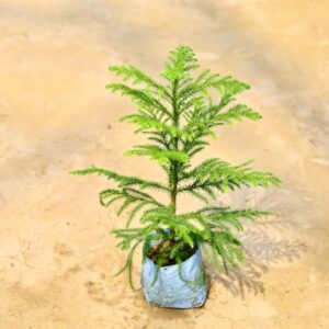 Araucaria / Christmas Tree In 6 Inch Bag