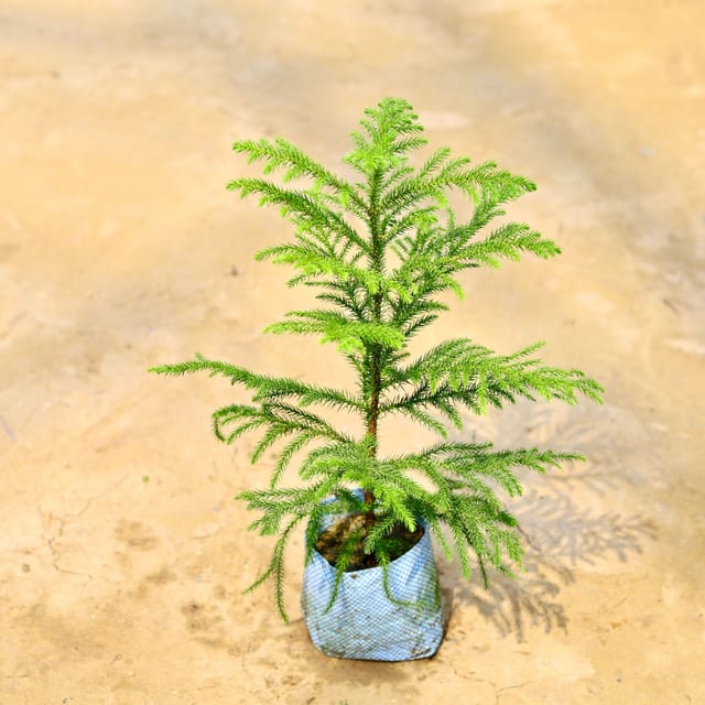 Araucaria / Christmas Tree In 6 Inch Bag