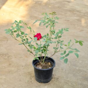 Rose Plant (Desi Gulab) In 6 Inch Pot