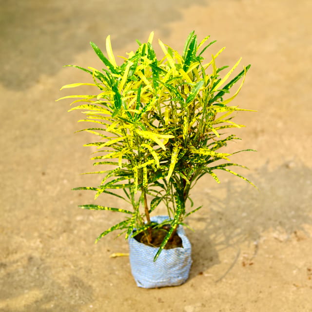 Croton Chironji In 4 Inch Bag