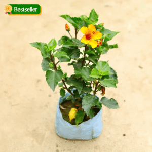 Hybrid Hibiscus – Yellow In 6 Inch Nursery Bag