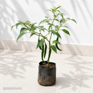 Green Chilli – Hybrid Plant | Hari Mirch