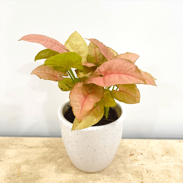 White Ceramic Pot - 4 Inch Pot