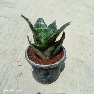 Dwarf Snake Plant in 4 inch pot