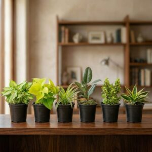 Set Of 6 Lucky Indoor Plant -Syngonium, Golden Money Plant, Spider , Rubber Plant, Jade Plant & Golden Snake Plant – In 4 inch Pot | LgaooPlants