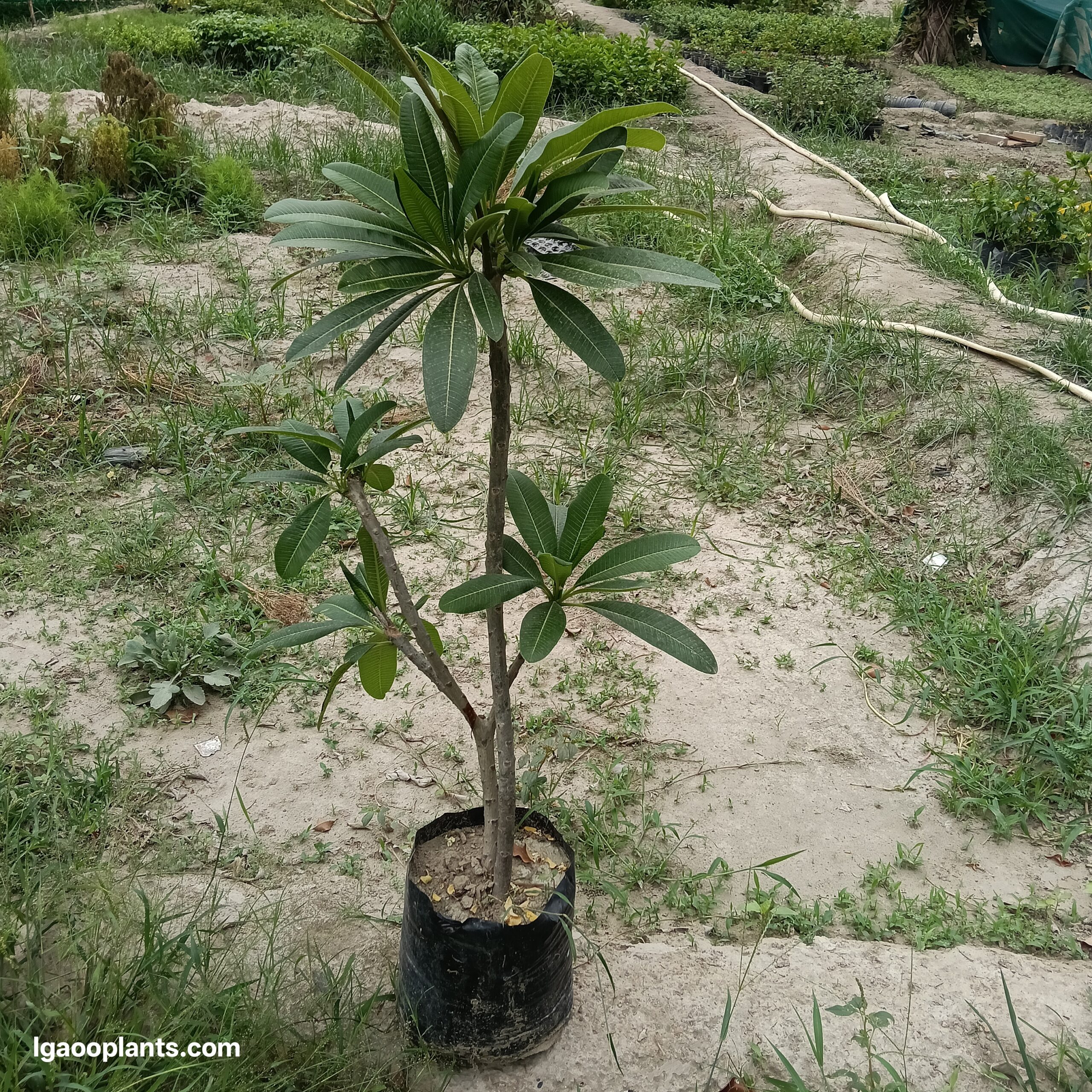 Champa ( White) Plants | 3-4 Fit Height