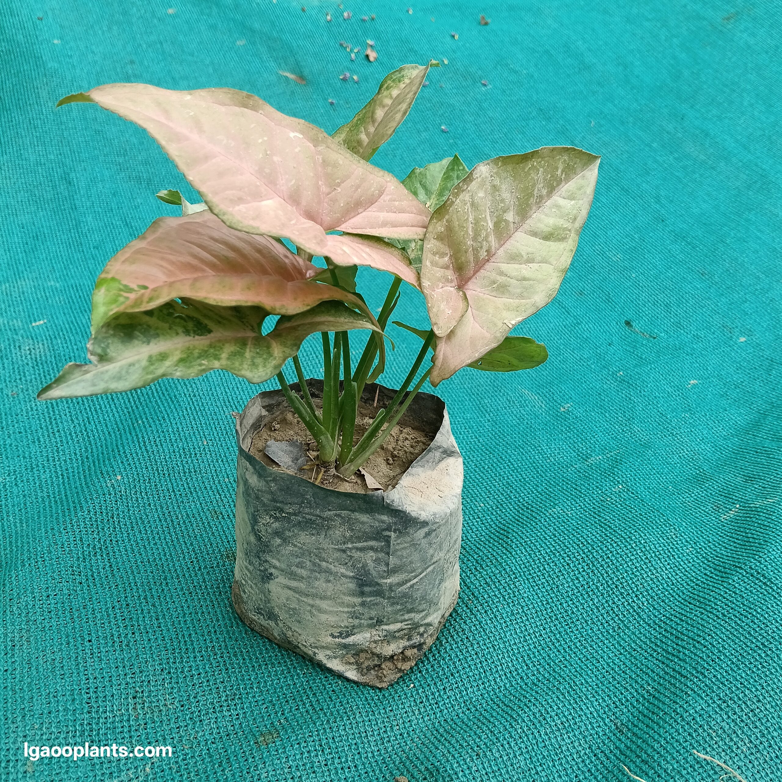 Pink Syngonium Inch 5 Inch poly Bag | LagooPlants