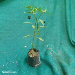 Green Chilli – Hybrid Plant  | Hari Mirch | LgaooPlants
