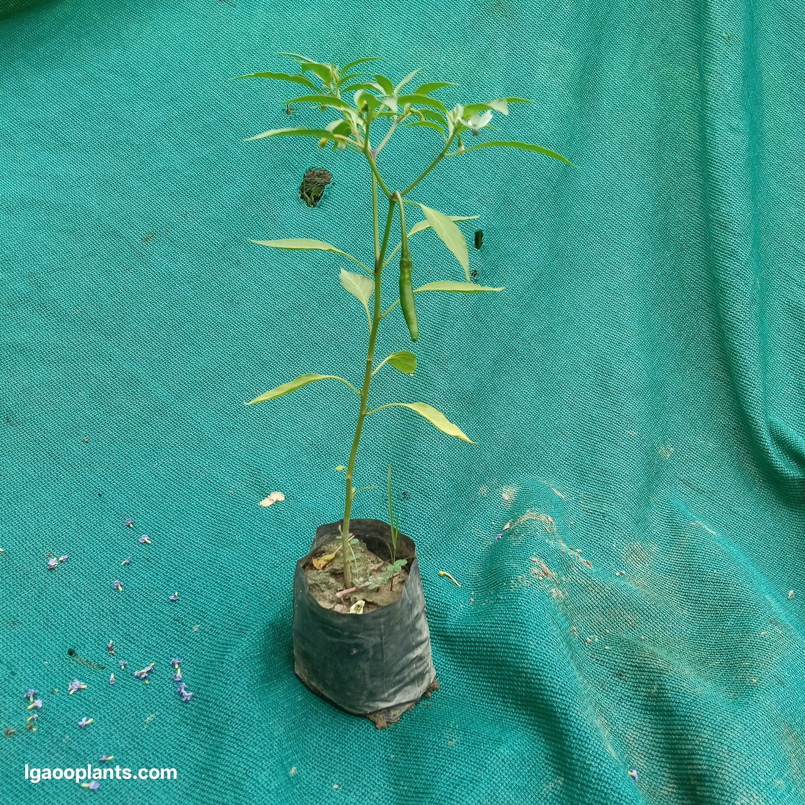 Green Chilli - Hybrid Plant  | Hari Mirch | LgaooPlants