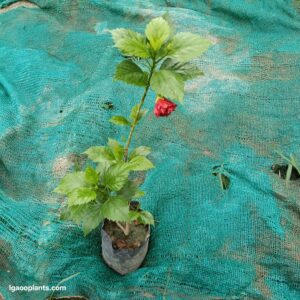 Habiscus Double Flower Plant – In 8 Inch Bag