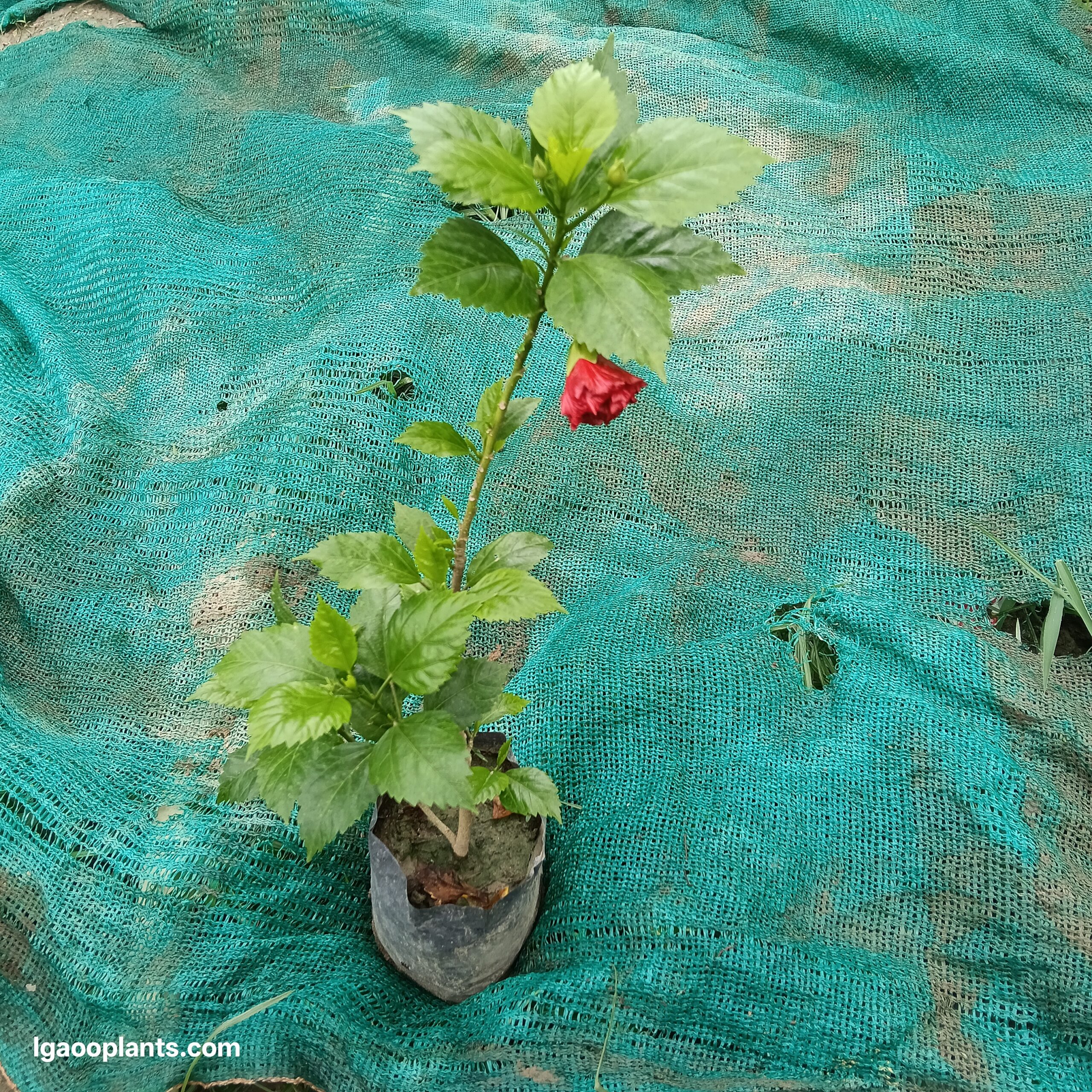 Habiscus Double Flower Plant - In 8 Inch Bag