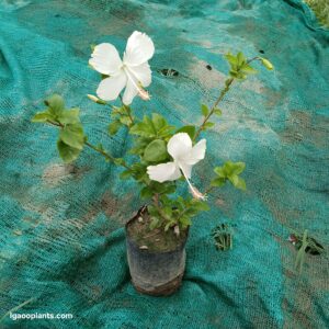 Hibiscus White Flower Plant – 7 Inch Bag